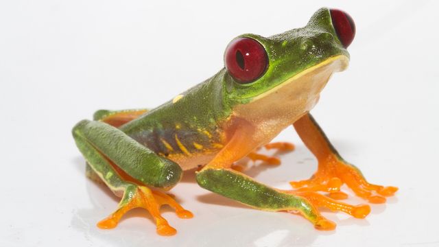 Red-eyed tree frog, a bright green frog on a white background — a real frog photograph for the PEPE memecoin rally story