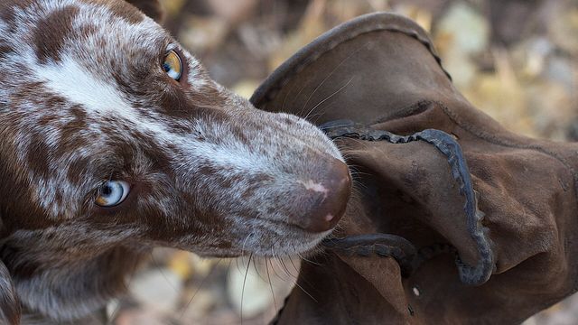 A brown and white dog wearing a worn suede hat — the dogwifhat Faucet pays 0.15 WIF every 15 minutes on EarnCrypto