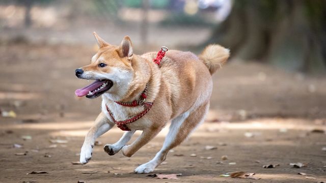 A Shiba Inu dog running — Dogecoin's DogeOS smart-contract layer goes live on public testnet