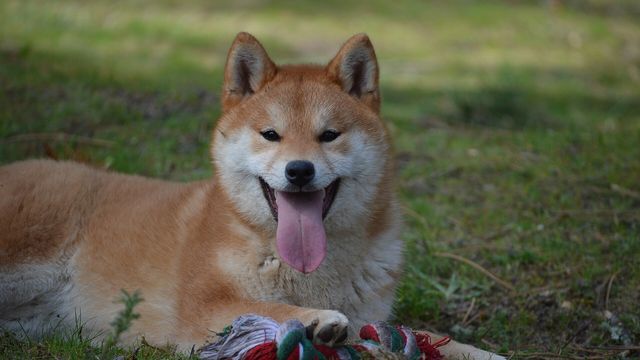 Tan Shiba Inu lying on grass with a rope toy - Bonk Faucet review on earncrypto.dev