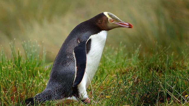 A yellow-eyed penguin standing in tussock grass — the Pudgy Penguins Faucet pays 3 PENGU every 15 minutes with instant Solana payouts