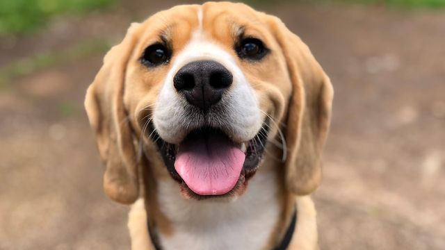 Golden dog portrait — Dogecoin weekly technical analysis, post-spike coil between $0.080 and $0.095